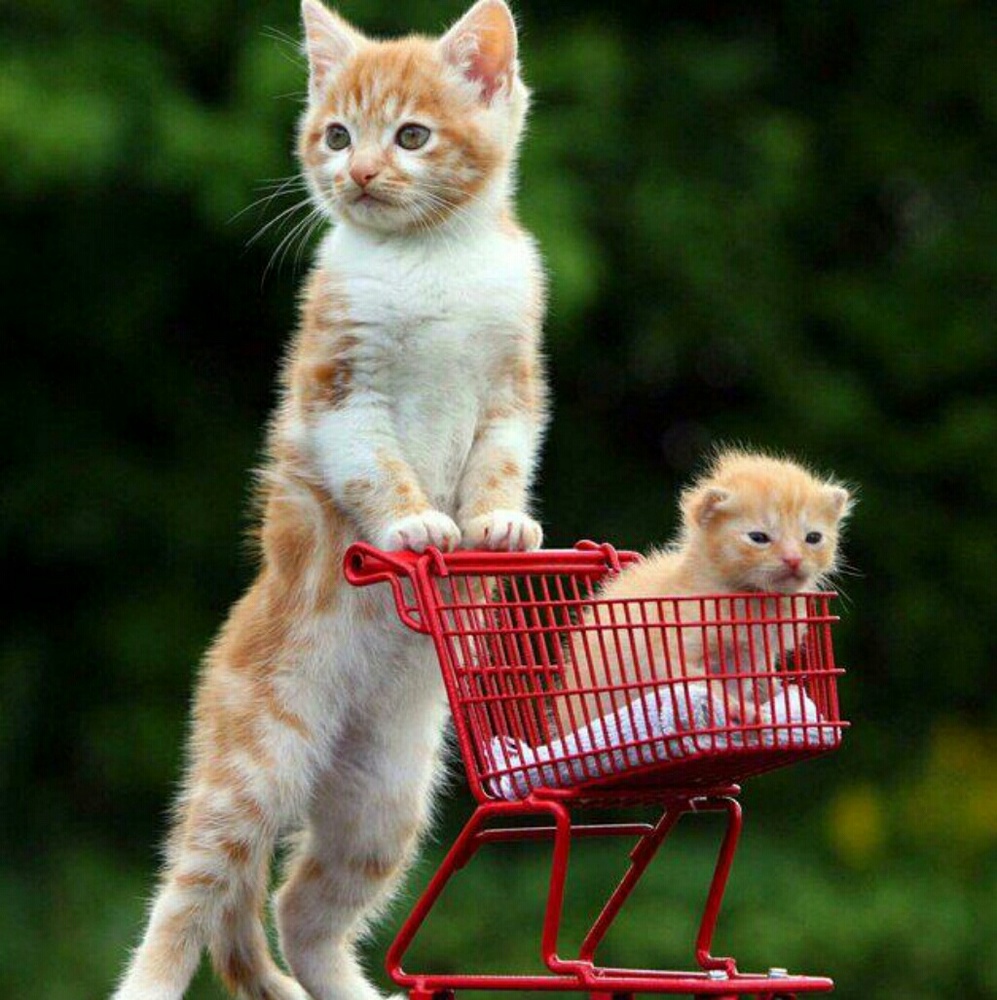 Meet your Posher, Maria